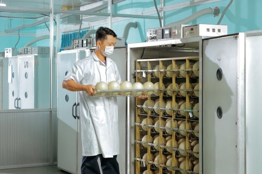 Trung tâm làm ra quả trứng nặng 1,5kg giá nửa triệu của một đại gia Việt: Chi phối 60% thị phần, công nhân phải canh hứng từng quả trứng  