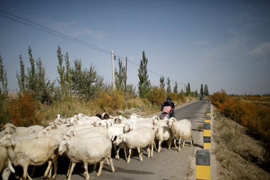 700 người tranh nhau nộp đơn xin làm chăn cừu: 'Lời nguyền tuổi 35' bóp nghẹt người lao động tại nền kinh tế lớn thứ hai thế giới
