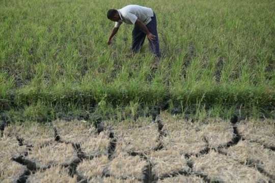 Siêu El Nino chưa từng có trong 150 năm cận kề: Nỗi lo lúa cháy khô, cá chết bỏng vì nắng nóng bủa vây hàng triệu nhà nông