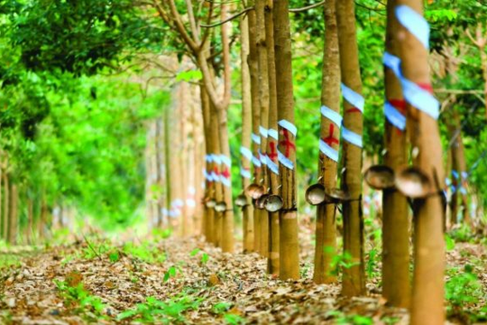 Cổ phiếu Cao su Phước Hòa (PHR) được kỳ vọng vượt đỉnh lịch sử, động lực đến từ đâu?