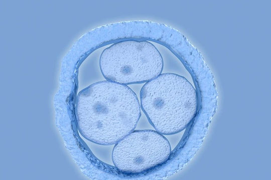 Lần đầu chỉnh sửa gene phôi người thành công: Cánh cửa chữa bệnh hay tương lai trí thông minh, chiều cao mua được bằng tiền?