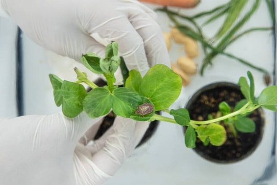 Đổi mới sáng tạo trong bảo vệ thực vật ngày càng đòi hỏi các khoản đầu tư dài hạn và quy mô lớn