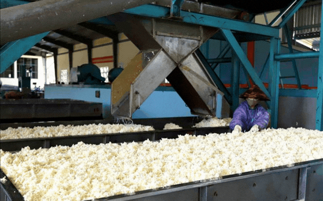 Hàng chục nghìn tấn 'vàng trắng' của Việt Nam được láng giềng liên tục đổ tiền mua: 1/3 thế giới ưa chuộng, diện tích trồng hơn 900.000 ha