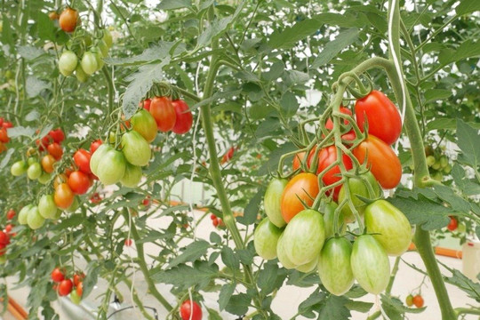 Nghị viện Châu Âu chính thức thông qua Quy định về cây trồng được tạo ra bằng các Kỹ thuật Di truyền Mới