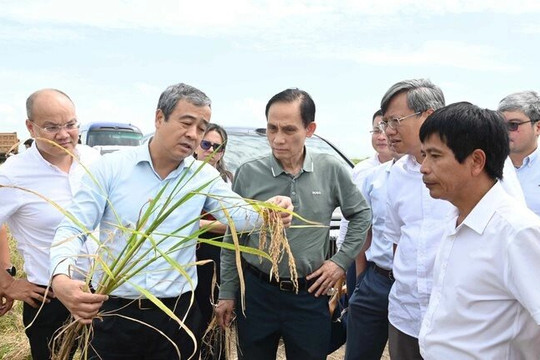 Gặp Bộ trưởng Việt Nam, Bí thư Tỉnh ủy Cuba “ngỏ lời” về lĩnh vực DN Việt lập kỳ tích 9 tấn/ha ở nước bạn