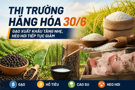 Thị trường hàng hoá 30/6: Giá gạo tăng, cao su và hồ tiêu ổn định