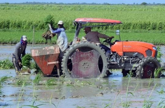 Lúa cao gần 1,8m: Việt Nam đã biến tuyệt vọng đến cảnh tượng hồi sinh chưa từng thấy ở Cuba