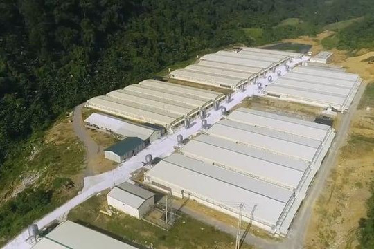 7 người thương vong tại trang trại Dabaco ở Thanh Hóa