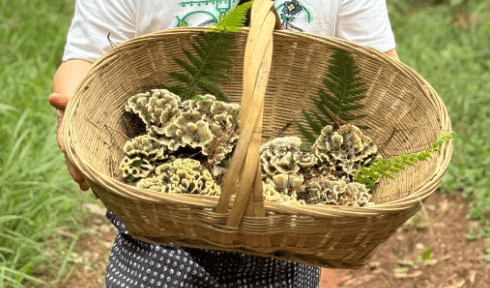 “Lộc trời” quý hiếm mọc trên núi cao, Trung Quốc bán 29 triệu đồng/kg, chậm 1 ngày giảm luôn giá trị