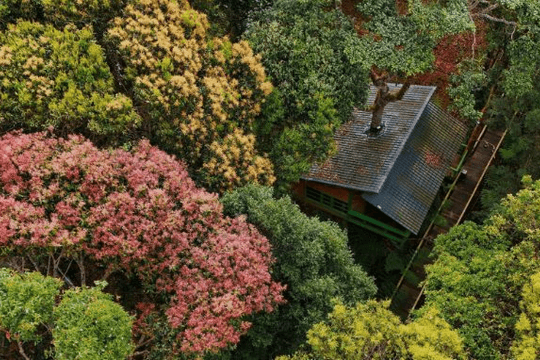 1 điểm đến của Việt Nam vừa được đề cử Làng du lịch tốt nhất thế giới 2026: Cây "mọc trong nhà thủng cả mái", du khách đến rồi khó quên