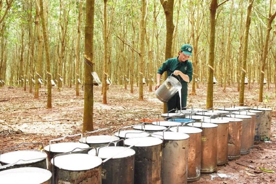 Một doanh nghiệp cao su chuẩn bị chốt ngày thưởng cổ phiếu tỷ lệ 300%