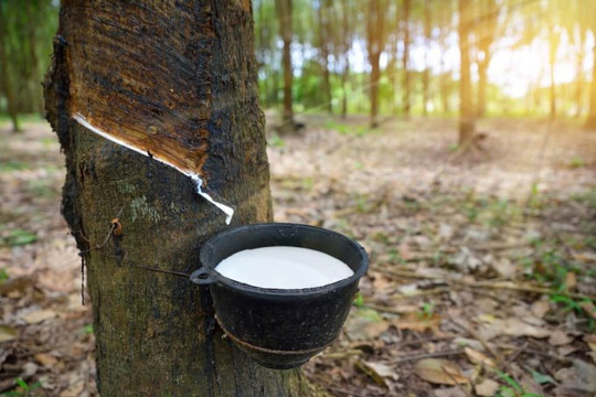 Sang Campuchia buôn “vàng trắng”, lãi hơn 300 tỷ đồng một năm 