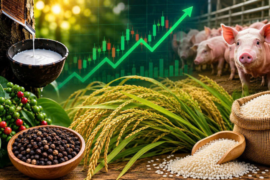 Thị trường hàng hóa 21/8: Heo hơi tiếp đà tăng, cao su khởi sắc