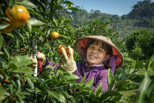 Việt Nam đứng thứ mấy trong bảng xếp hạng các nền kinh tế nông nghiệp lớn nhất thế giới?