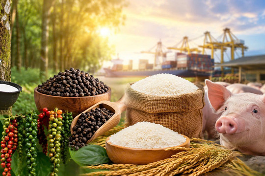 Thị trường hàng hóa 24/8: Heo hơi phục hồi, giá tiêu neo cao