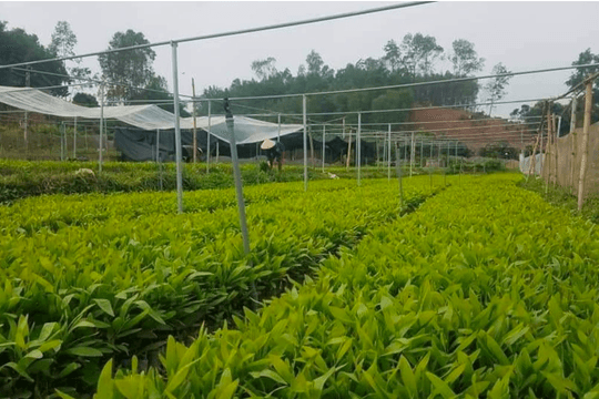 Tỉnh Lạng Sơn đẩy mạnh phát triển 7.500 ha rừng trồng gỗ lớn giai đoạn 2026 – 2030