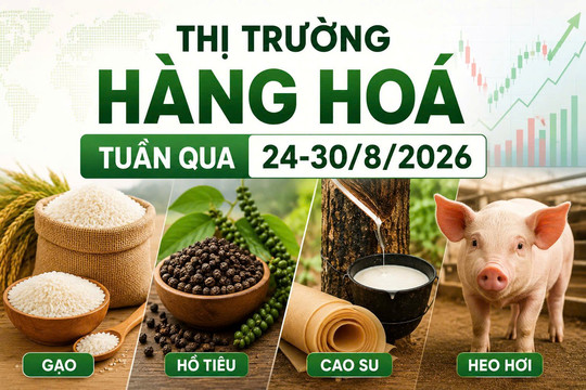 Thị trường hàng hoá tuần qua 24–30/8: Gạo giảm sâu, heo hơi tăng rồi quay đầu