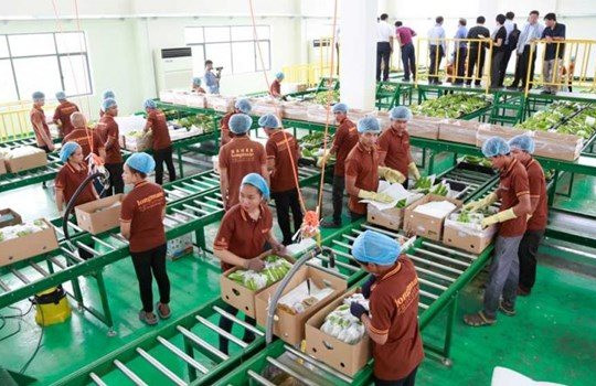 Trung Quốc gom mua gần hết một loại đặc sản, nhiều người dân Campuchia đổi đời, rủng rỉnh tiền mua đất