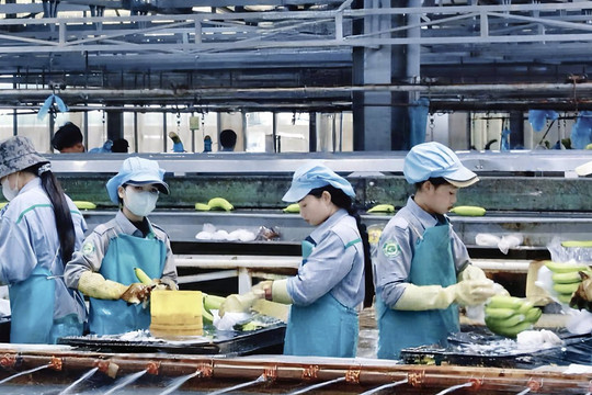 Thaco Agri đã bền bỉ ‘bơm tiền’ cho HAGL Agrico như thế nào?