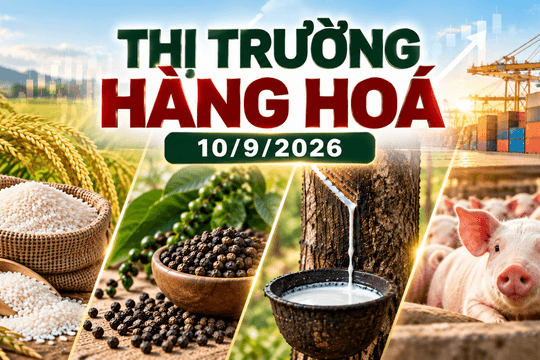 Thị trường hàng hóa ngày 10/9: Giá tiêu bật tăng mạnh, cao su bứt phá