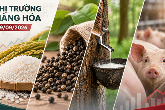 Thị trường hàng hóa ngày 19/9: Heo hơi tiếp đà tăng, gạo nguyên liệu quay đầu giảm
