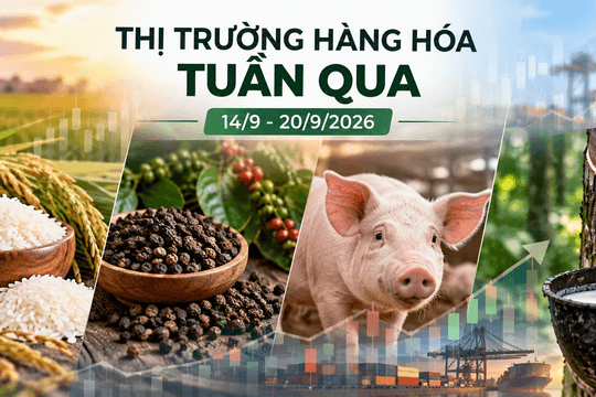Thị trường hàng hóa tuần qua 14/9 - 20/9: Heo hơi phục hồi, cao su chịu áp lực giảm
