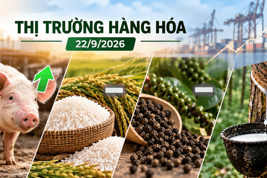 Thị trường hàng hóa ngày 22/9: Heo hơi tiếp đà tăng, cao su diễn biến trái chiều
