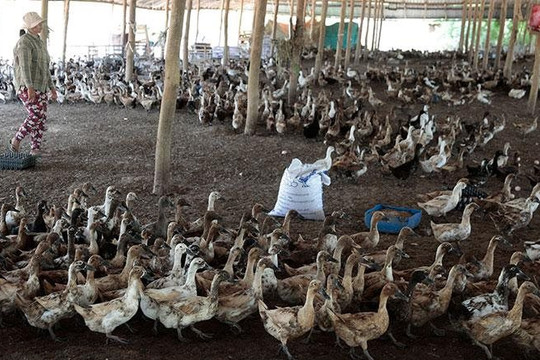 So sánh sản lượng trứng vịt gấp 40 lần tỉnh hơn 100 triệu dân của Trung Quốc, quan chức một tỉnh Campuchia ‘gây bão' dư luận
