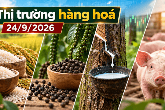 Thị trường hàng hóa ngày 24/9: Giá tiêu đồng loạt giảm, cao su nối dài đà tăng