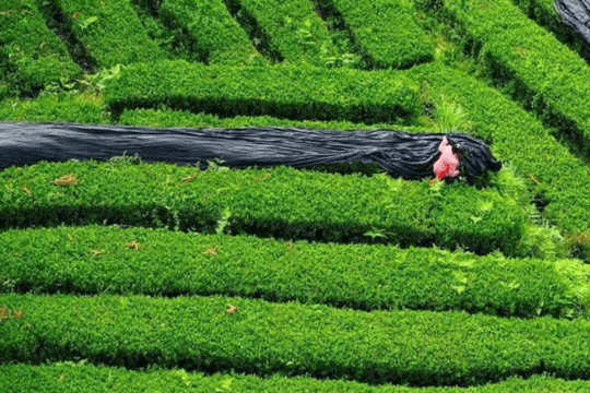 12.000 tấn matcha được cung ứng ra thị trường không phải tới từ Nhật Bản