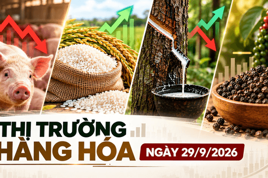 Thị trường hàng hóa ngày 29/9: Heo hơi giảm sâu, gạo nguyên liệu nhích tăng