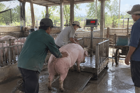 
Thị trường hàng hóa ngày 3/10: Heo hơi giảm sâu, cao su tiếp đà tăng
