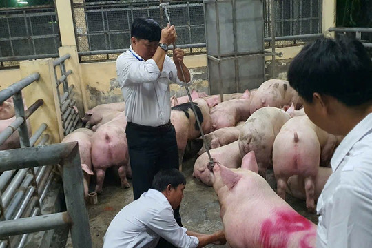10.000 tấn heo có chất tạo nạc đã được bán tại TP.HCM và nhiều tỉnh, giá trị hơn 600 tỷ đồng