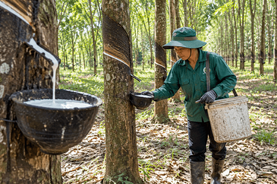 Thị trường hàng hóa ngày 6/10: Cao su phân hóa, giá gạo chững nhịp