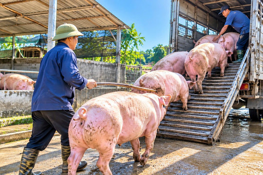 Thị trường hàng hóa 9/10: Heo hơi nối dài đà giảm, giá tiêu đi xuống