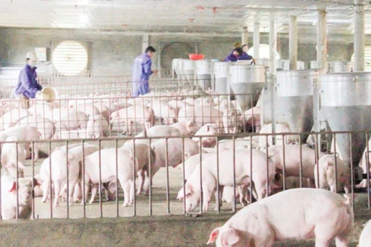Thị trường hàng hóa 9/10: Heo hơi nối dài đà giảm, giá tiêu đi xuống