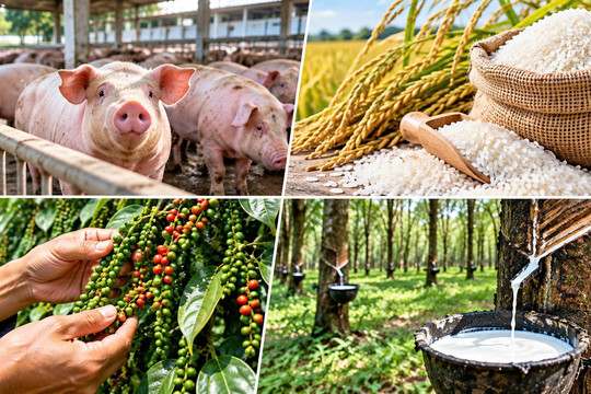 Thị trường hàng hóa ngày 10/10: Heo hơi chạm đáy 51.000 đồng/kg, cao su đồng loạt tăng