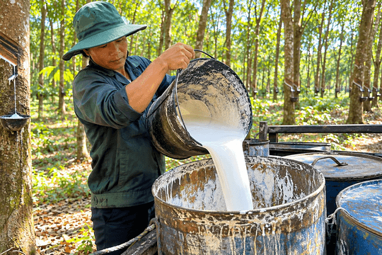 Thị trường hàng hóa ngày 20/10: Cao su đồng loạt tăng, giá tiêu đi ngang
