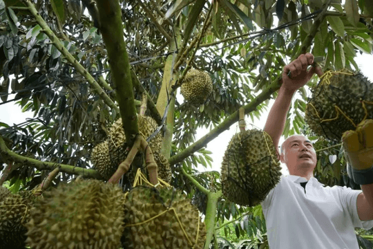 'Hòn đảo sầu riêng' của Trung Quốc đang phát triển thần tốc chỉ sau vài năm