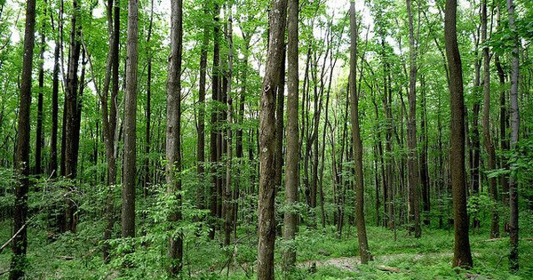 Read more about the article Một số tỉnh phía Bắc: Giá mỗi m2 đất rừng sản xuất chỉ bằng gói bim bim