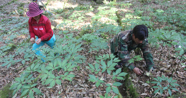 Read more about the article Du lịch chữa lành giúp tăng giá trị cây dược liệu dưới tán rừng