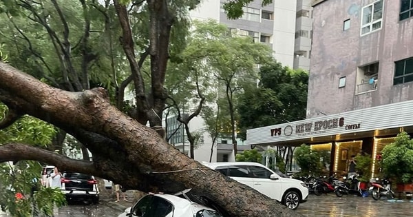 Ô tô bị cây đè trúng do bão Yagi được đền bù ra sao?