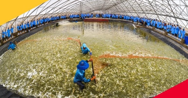 Từng lãi hàng trăm tỷ mỗi năm, "Vua tôm giống" Việt Nam bất ngờ báo lỗ trong 6 tháng đầu năm 2025