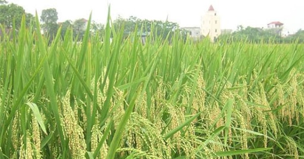 Một công ty nông nghiệp báo lãi gần 1,5 tỷ đồng/ngày trong 6 tháng đầu năm 2025