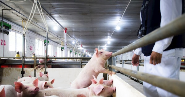 Nông nghiệp Hòa Phát chính thức nộp hồ sơ IPO, tối đa 30 triệu cổ phiếu bán giá không thấp hơn 11.887 đồng/cp