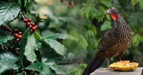 Giống đến 90% cà phê chồn từ Việt Nam, quốc gia đối thủ đang nhân giống một loại cà phê chim có giá 35 triệu đồng/kg – được khắp Á, Âu săn đón