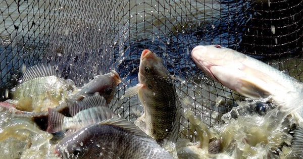 Lộ diện "vua" xuất khẩu cá rô phi của Việt Nam: Công ty mẹ có vốn hóa gần 7.700 tỷ, lợi nhuận 6T2025 gấp 32 lần cùng kỳ