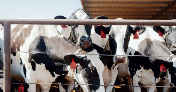 Cách nước Mỹ nuôi bò: Cho đeo vòng thông minh 200 USD/chiếc, phát hiện bệnh sau 60 giây, quản lý cả trang trại chỉ với chiếc điện thoại