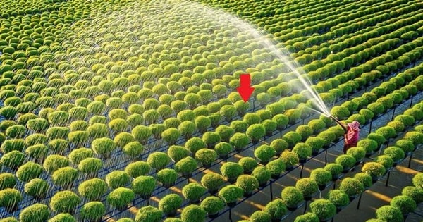 Một tổ chức của LHQ: VN đủ khả năng giúp nhiều nước tăng năng suất trong lĩnh vực đóng góp hơn 12% GDP