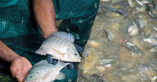Trung Quốc ‘tê liệt’ mảng xuất khẩu cá rô phi sang Mỹ, ‘Vua cá tra’ Việt Nam nhảy vào nhanh chóng kiếm hơn 1.000 tỷ